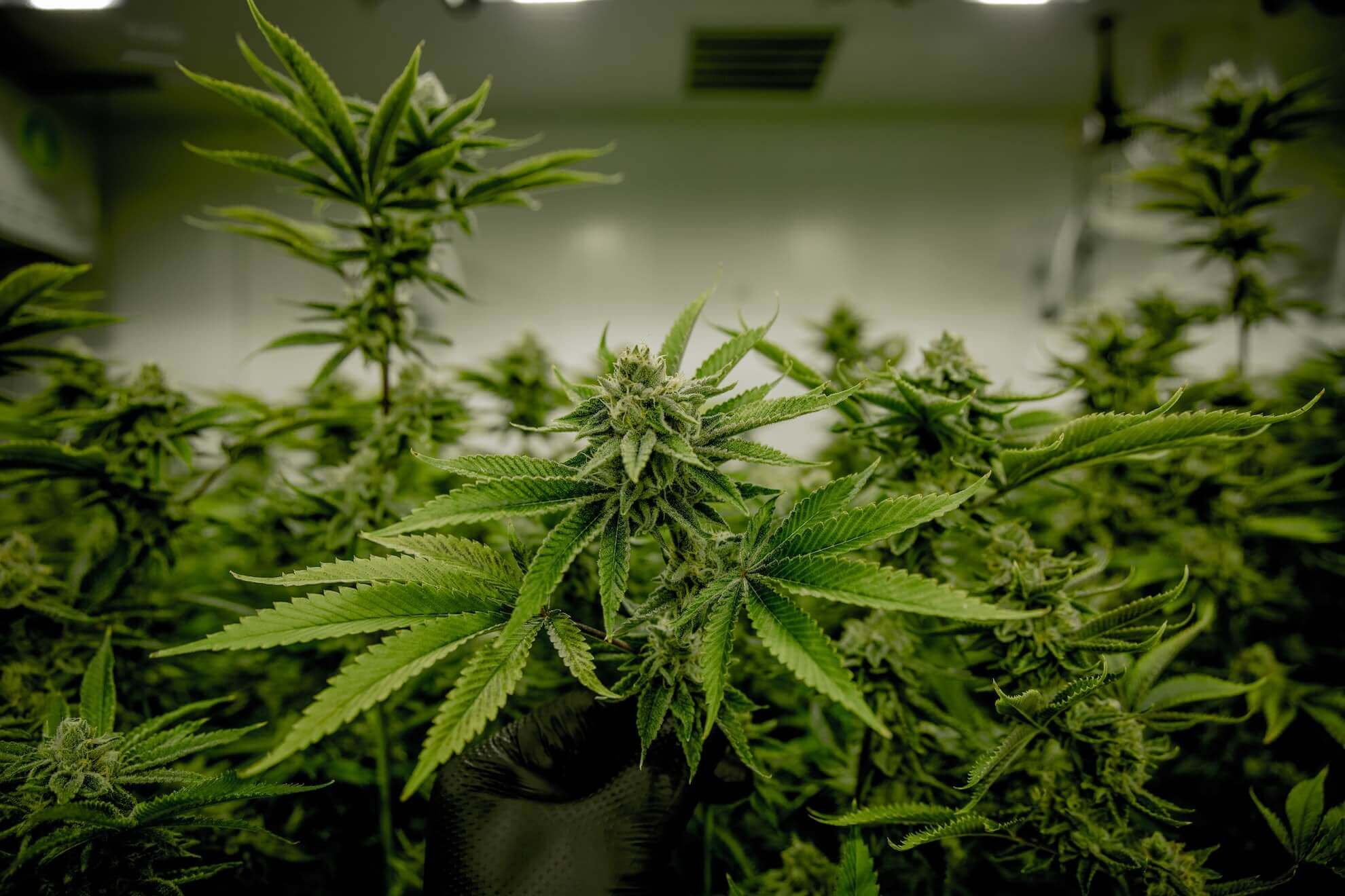 Grow Cannabis Indoors Cover