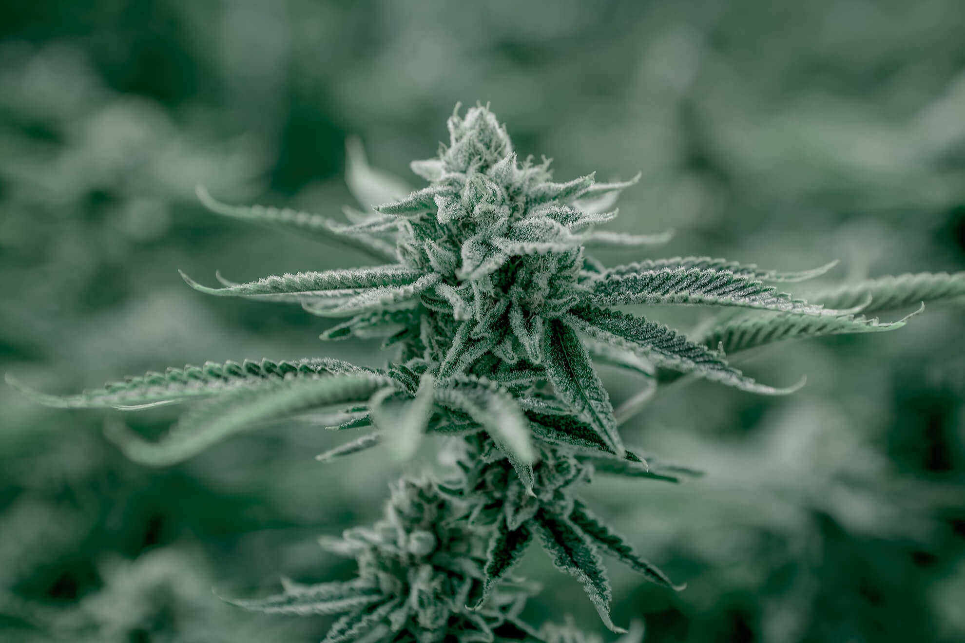 Grow Cannabis Indoors Portrait
