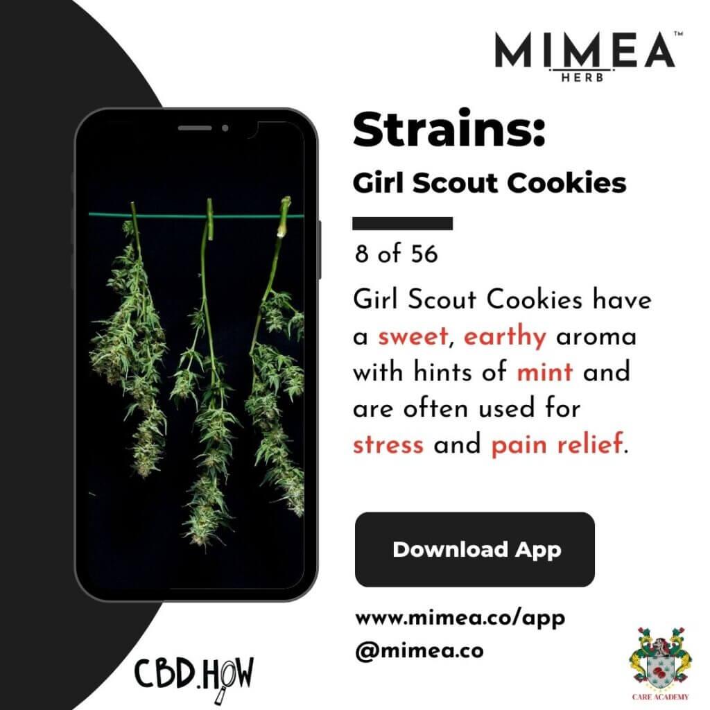 Girl Scout Cookies Cannabis Strain