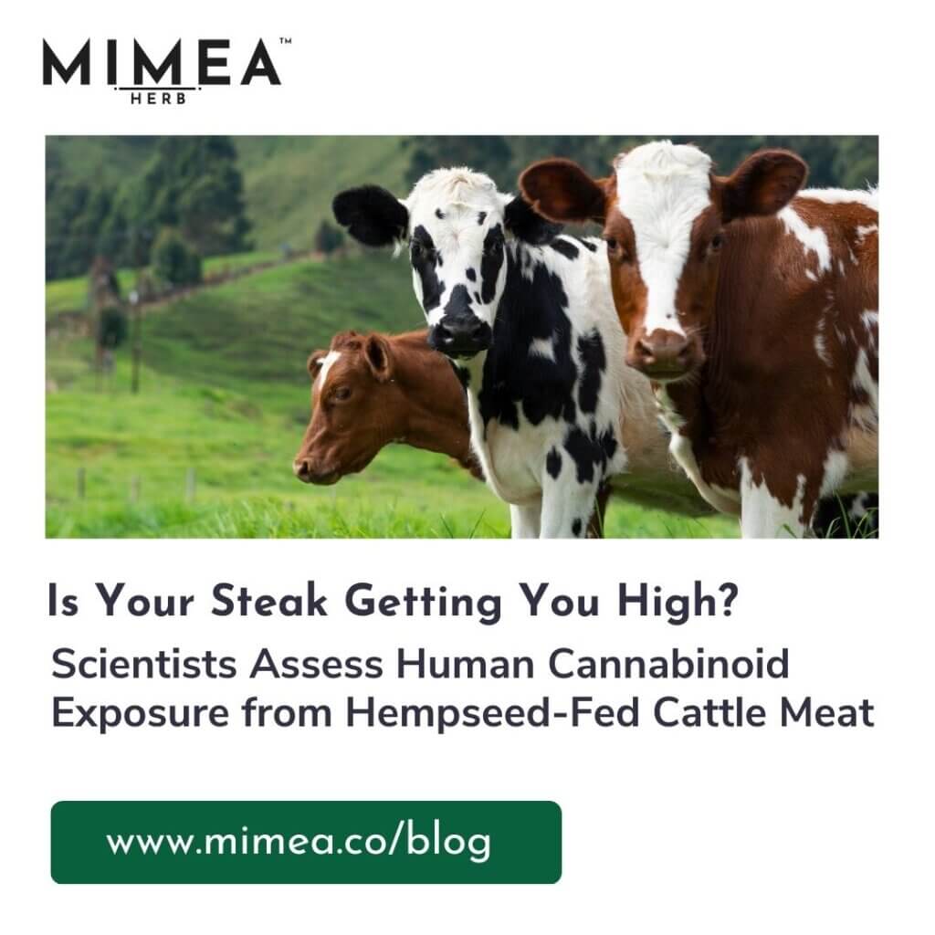 Is Your Steak Getting You High? Scientists Assess Human Cannabinoid Exposure from Hempseed-Fed Cattle Meat
